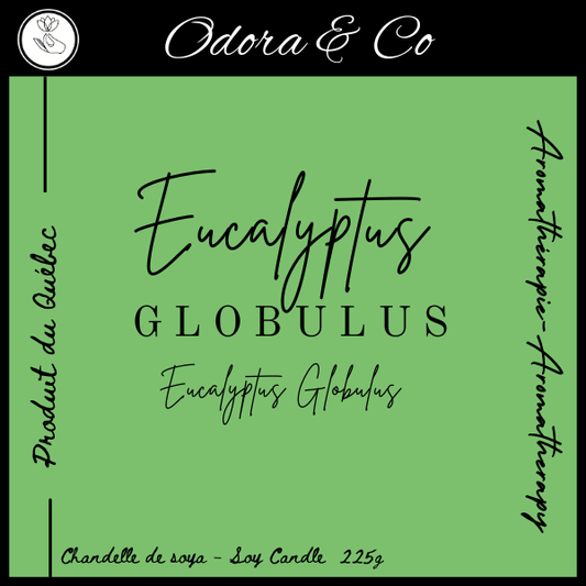 Chandelle - Eucalyptus Globulus
