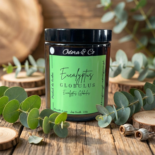 Chandelle - Eucalyptus Globulus